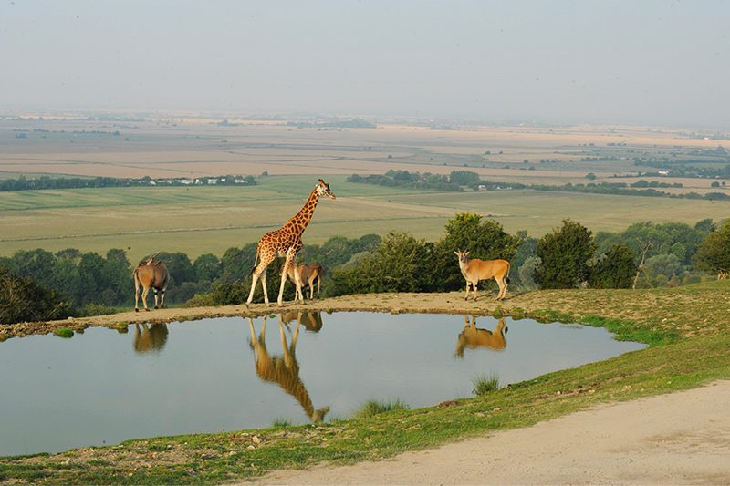 Beautiful view of Romney Marsh from the Port Lympne Hotel & Reserve during the music festival JAM on the Marsh in Kent.